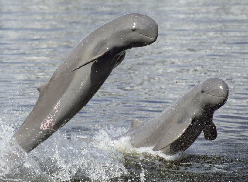 attraction-Shopping in Kratie Dolphins Wooden.jpg